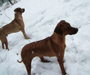 ApacheRidges Nyja Jewel of The Delta