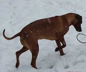 ApacheRidges Nyja Jewel of The Delta