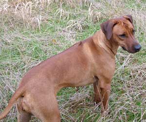 ApacheRidges Nyja Jewel of The Delta