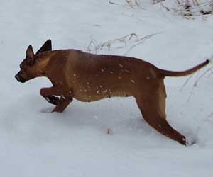 ApacheRidges Nyja Jewel of The Delta