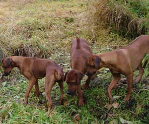 ApacheRidges Nyja Jewel of The Delta