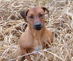 ApacheRidges Nyja Jewel of The Delta