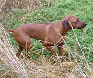 ApacheRidges Nyja Jewel of The Delta