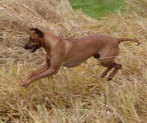 ApacheRidges Nyja Jewel of The Delta