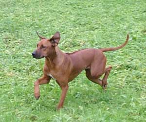 ApacheRidges Nyja Jewel of The Delta