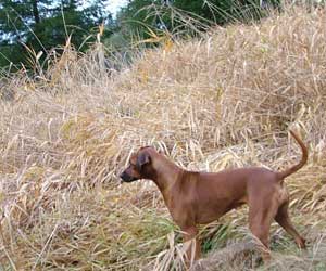 ApacheRidges Nyja Jewel of The Delta