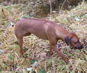 ApacheRidges Nyja Jewel of The Delta