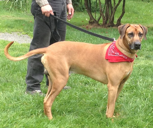 ApacheRidge Ranch Ridgebacks Oscar in Oregon