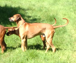 ApacheRidge Ranch Ridgebacks Oscar in Oregon