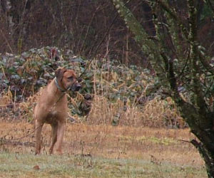 ApacheRidge Ranch Ridgebacks Oscar in Oregon