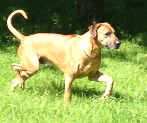 ApacheRidge Ranch Ridgebacks Oscar in Oregon