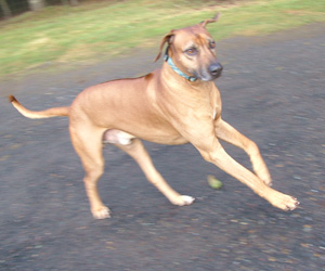 ApacheRidge Ranch Ridgebacks Oscar in Oregon