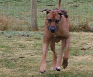 ApacheRidge Ranch Ridgebacks Oscar in Oregon