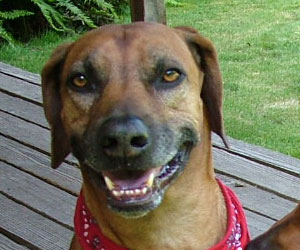 ApacheRidge Ranch Ridgebacks Oscar in Oregon