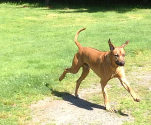 ApacheRidge Ranch Ridgebacks Oscar in Oregon