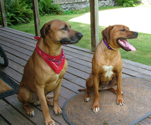 Tarah and Oscar in Washington