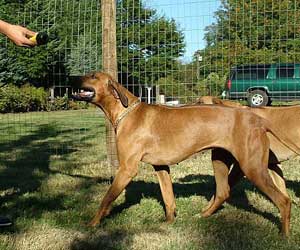 Princess Makeda Jewel of Sheba