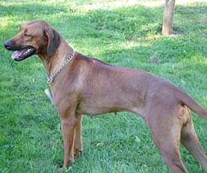 Princess Makeda Jewel of Sheba