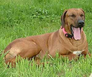 Princess Makeda Jewel of Sheba