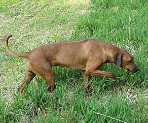 Princess Makeda Jewel of Sheba