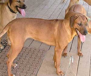 Princess Makeda Jewel of Sheba