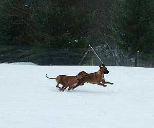 Princess Makeda Jewel of Sheba