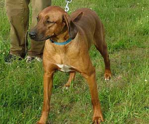 Princess Makeda Jewel of Sheba