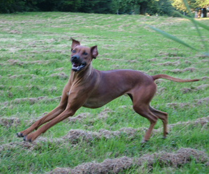 ApacheRidges Red Reba Girl of Khufu