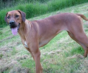 ApacheRidges Red Reba Girl of Khufu