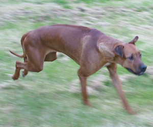 ApacheRidges Red Reba Girl of Khufu