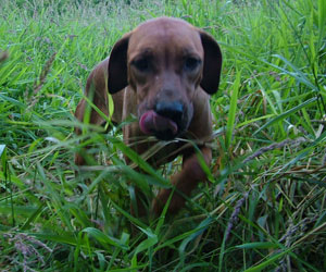ApacheRidges Red Reba Girl of Khufu