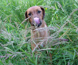 ApacheRidges Red Reba Girl of Khufu