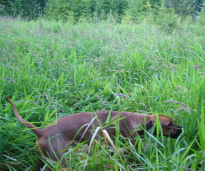 ApacheRidges Red Reba Girl of Khufu