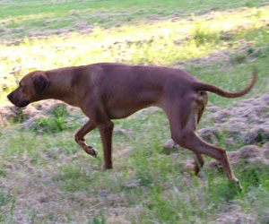 ApacheRidges Red Reba Girl of Khufu