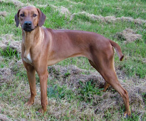 ApacheRidges Red Reba Girl of Khufu