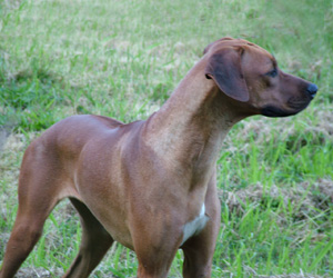 ApacheRidges Red Reba Girl of Khufu