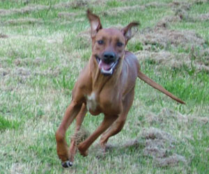 ApacheRidges Red Reba Girl of Khufu