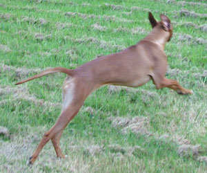 ApacheRidges Red Reba Girl of Khufu