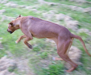 ApacheRidges Red Reba Girl of Khufu