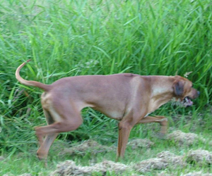 ApacheRidges Red Reba Girl of Khufu