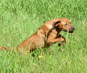 ApacheRidges Red Reba Girl of Khufu
