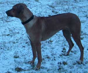 ApacheRidge's Indian Heavens Sooxie