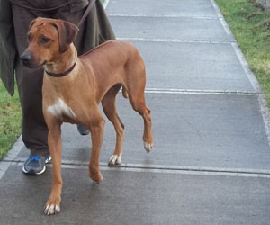 ApacheRidge's Indian Heavens Sooxie