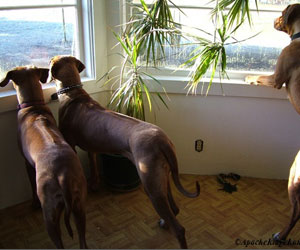 ApacheRidge's Indian Heavens Sooxie