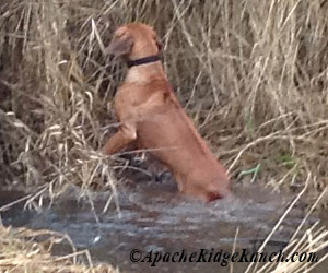 ApacheRidge's Indian Heavens Sooxie