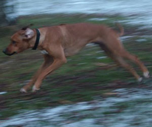 ApacheRidge's Indian Heavens Sooxie