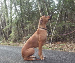 ApacheRidge's Indian Heavens Sooxie