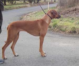 ApacheRidge's Indian Heavens Sooxie