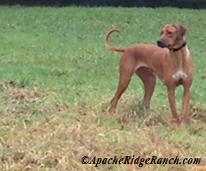 ApacheRidge's Indian Heavens Sooxie - Rhodesian Ridgeback