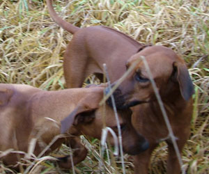 ApacheRidges Sunga Ma'at of The Nile